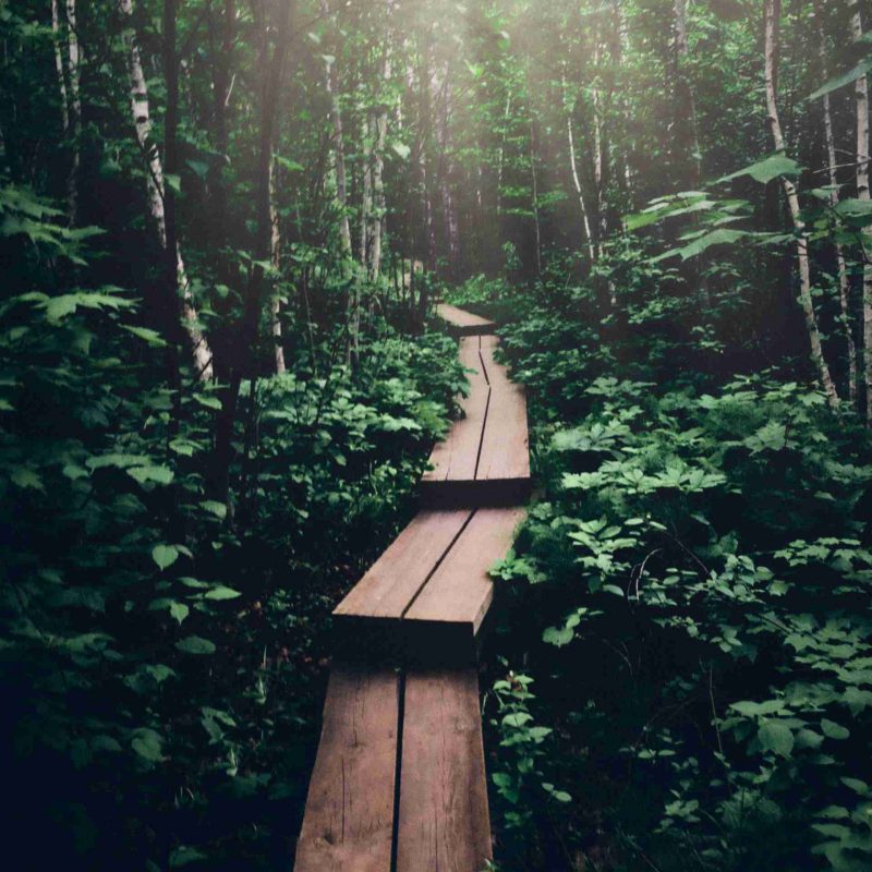 wooden path through lush green forest