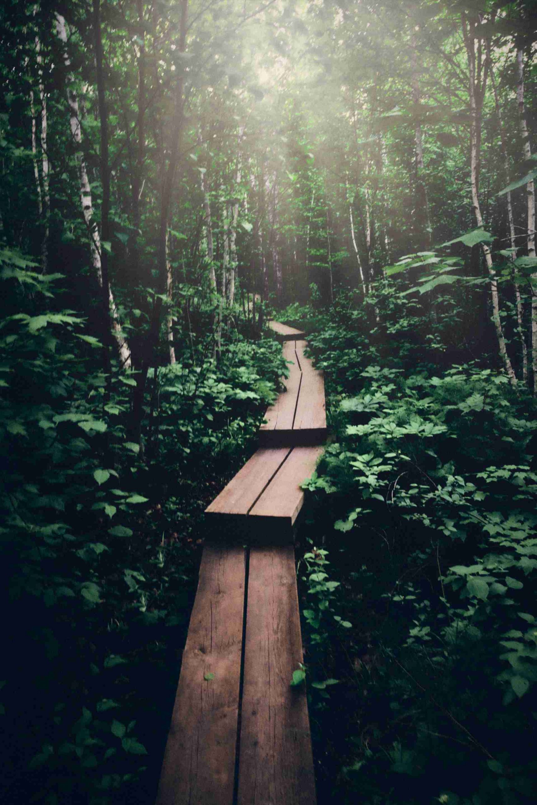 wooden path through lush green forest